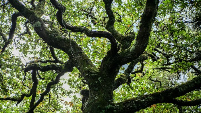 Oak tree at Rubha Phoil