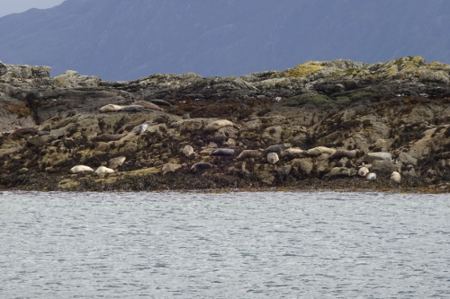 Seals resting at Rubha Phoil, Isle of Skye - a common sight during eco-holidays